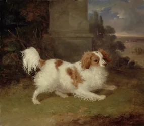 A Blenheim Spaniel, c.1820-30
